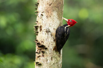 Pale-billed woodpecker (Campephilus guatemalensis) is a very large woodpecker that is a resident breeding bird from northern Mexico to western Panama. 