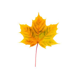 Autumn maple leaf bright on white background.