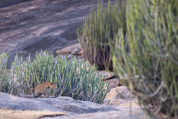 Indian Leopard from Bera Rajasthan. Few places in India where Leopard and human co-exit with minimum conflict 