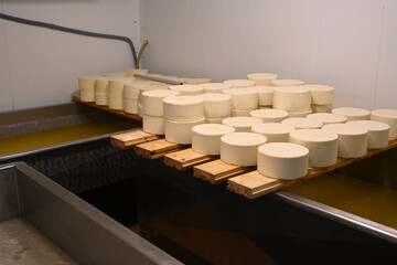 Warehouse of young cheese in production - 549387367