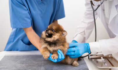 Examine the veterinarian's breath in work clothes, listen to the breath of a small dog, veterinary...