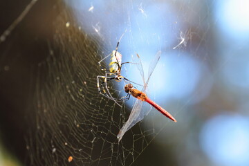 赤とんぼを捕食するジョロウグモ © YUMU