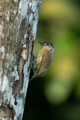 The olivaceous piculet (Picumnus olivaceus) is a species of bird in the family Picidae.