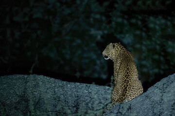 Indian Leopard from Bera Rajasthan. Few places in India where Leopard and human co-exit with minimum conflict 