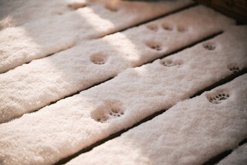 Cat paw tracks on s now during sunny weather. Home pets exploring outdoors in winter.