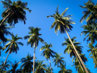 Fototapeta premium OLYMPUS DIGITAL CAMERA