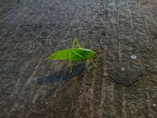 The green grasshopper is a type of insect.