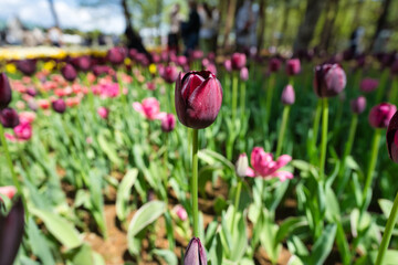 ひたち海浜公園のチューリップ