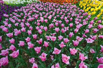 ひたち海浜公園のチューリップ