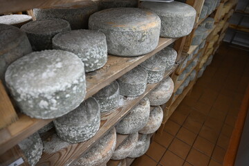 cheese with mold at warehouse being prepared