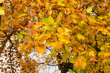 Branches of the tulip tree with autumn leaves in park