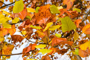Branch of the tulip tree with autumn leaves in park