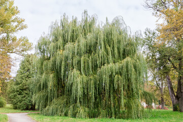 Old willow among the other trees in autumn park