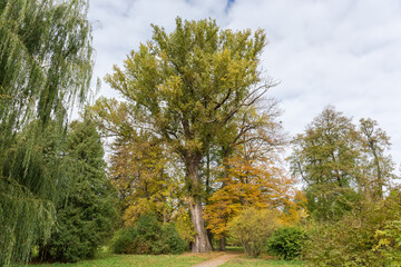 Obraz premium Old black poplar with autumn leaves in autumn park