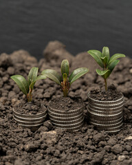 Money growth in soil with green leaves and trees concept, business and farming success finance. Agriculture plant seeding growing step concept in garden