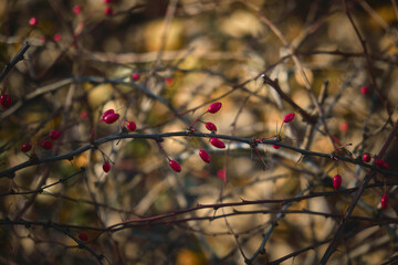 Branches of a barberry Bush with ripe red barberry berries Branches with yellow leaves of a prickly bush in the fall