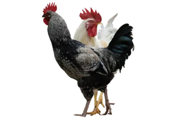 Zelfklevend Fotobehang roosters png © sinanaktas