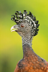 Great curassow (Crax rubra) is a large, pheasant-like bird from the Neotropical rainforests, its range extending from eastern Mexico, through Central America to western Colombia and northwestern Ecuad