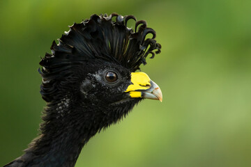 Great curassow (Crax rubra) is a large, pheasant-like bird from the Neotropical rainforests, its...