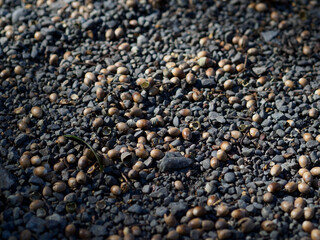 砂利道に落ちたどんぐりの実
Acorns on gravel road