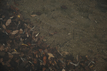 autumn maple fallen leaves under lake water surface with waves circles and sky reflation