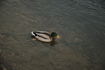 Ducks swim in the lake near the waterfall and take off from the surface of the water Autumn in the park Sports and recreation Lifestyle