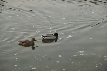 Ducks swim in the lake near the waterfall and take off from the surface of the water Autumn in the park Sports and recreation Lifestyle