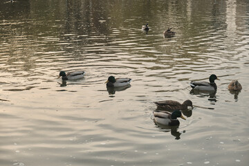 Ducks swim in the lake near the waterfall and take off from the surface of the water Autumn in the park Sports and recreation Lifestyle