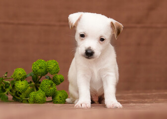 white puppy looks in the studio on a brown background