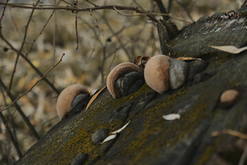 Cream colored mushroom growing on a tree trunk or bark Close up