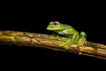 Palmer's tree frog (Hyloscirtus palmeri) is a species of frog in the family Hylidae found in Colombia, Costa Rica, Ecuador, and Panama. Its natural habitats are subtropical or tropical moist lowland