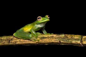 Palmer's tree frog (Hyloscirtus palmeri) is a species of frog in the family Hylidae found in Colombia, Costa Rica, Ecuador, and Panama. Its natural habitats are subtropical or tropical moist lowland