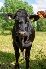 Cows in field 