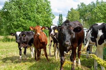Cows in field 