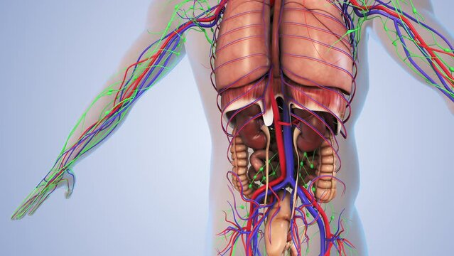 Internal organs in a human body