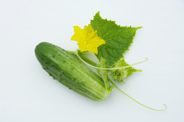 Cucumber branch with leaves, flowers and cucumber on a white background. Close-up with copy space.