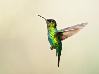 Fiery-throated hummingbird (Panterpe insignis) is a species of hummingbird in the "mountain gems" tribe Lampornithini in subfamily Trochilinae. It is found in Costa Rica and Panama © Milan