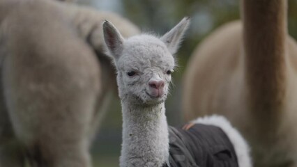 Slow motion of a baby alpaca in a farm