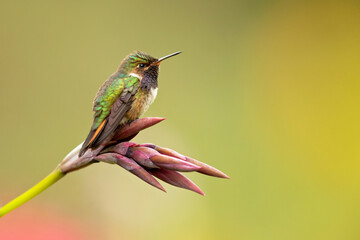 Fototapeta na wymiar Volcano hummingbird (Selasphorus flammula) is a species of hummingbird in tribe Mellisugini of subfamily Trochilinae, the 
