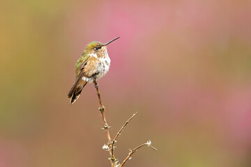 Volcano hummingbird (Selasphorus flammula) is a species of hummingbird in tribe Mellisugini of subfamily Trochilinae, the 