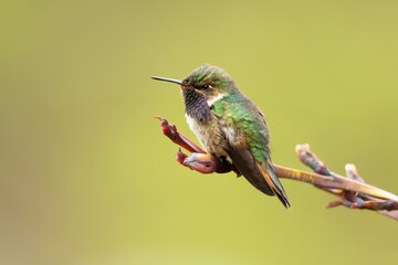Volcano hummingbird (Selasphorus flammula) is a species of hummingbird in tribe Mellisugini of subfamily Trochilinae, the 