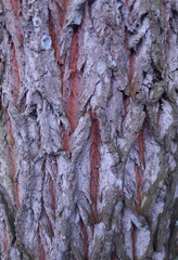Texture of trunk bidara tree