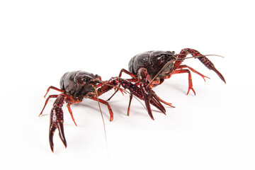 Live crayfish isolated on white background