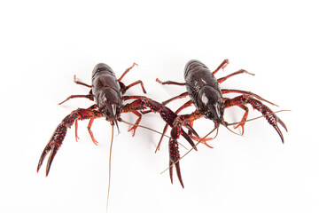 Live crayfish isolated on white background