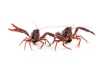 Live crayfish isolated on white background