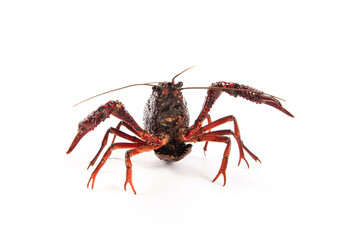 Live red crayfish isolated on white background