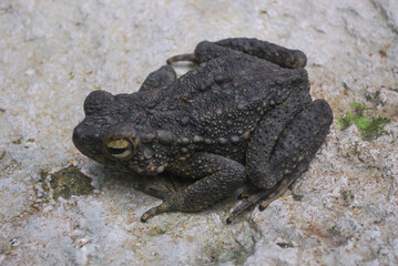 a dark colored frog is resting