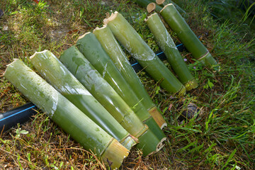 Bamboo that have been cut short