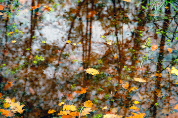 Reflets des feuilles colorés jaunes vertes dans une flaque d'eau