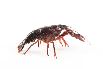 Live crayfish isolated on white background
